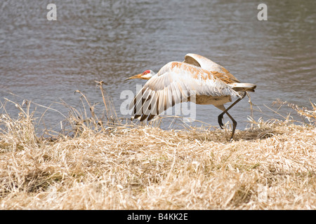 Sandhill Kran in der Nähe von einem kleinen Teich im zentralen Wisconsin Stockfoto