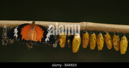 Neu entstanden Malay Florfliege [Cethosia Cyane] aus den Philippinen mit Reispapier Schmetterling Puppen [Idee Leuconoe] Stockfoto