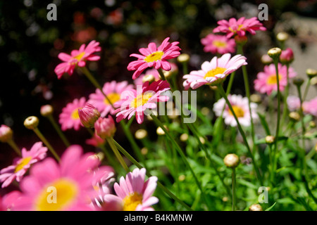 Nahaufnahme von Daisys Stockfoto
