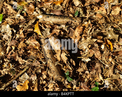 Ein Teppich aus Herbst Blätter, getrocknet, Holly und knusprige Zweige in einem alten englischen Wald Lebensraum OLYMPUS Digitalkamera Stockfoto