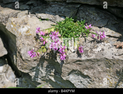 ein Büschel von rot rosa wilder Thymian (Thymus Polytrichus) Blume wächst in Kalkstein Felsen Stockfoto