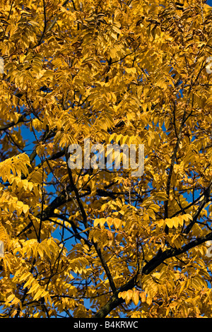wunderschönen Herbstfarben der Blätter Stockfoto