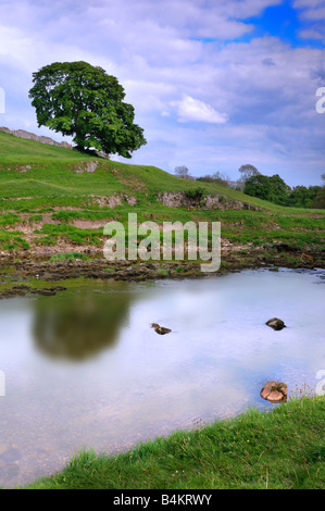 Ruhigen friedlichen Teil von Wharfedale nahe Burnsall nahe Grassington North Yorkshire England UK Stockfoto