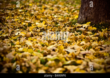 beautiful autumn colors of leaves on the ground Stockfoto
