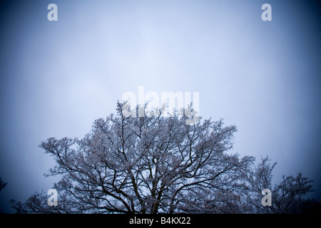 Weitwinkel von einem Baum in einem Schneesturm Stockfoto