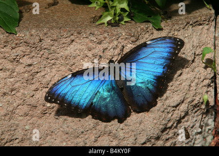 Blauen Morpho Schmetterling Morpho Peleides Mexiko Stockfoto