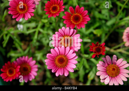 Nahaufnahme von Daisys Stockfoto