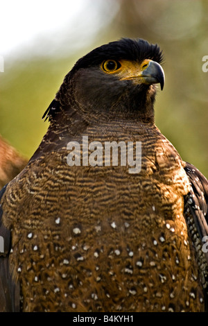 Nahaufnahme von der Vorderseite des Crested Serpent Eagle Spilornis Cheela oder Kanmuri Washi auf einem Baum Barsch in Ranthambhore Tiger reserve in Stockfoto