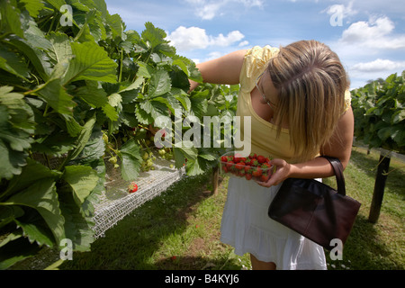 Junge Frau frisch Tabelle Top Erdbeeren pflücken, ein Hofladen in der englischen Landschaft Stockfoto