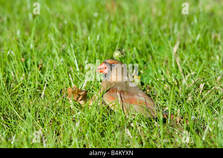 Weiblichen nördlichen Kardinal Cardinalis Cardinalis Stockfoto