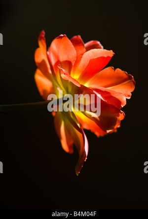 Tulpe vor einem dunklen Hintergrund zu öffnen Stockfoto