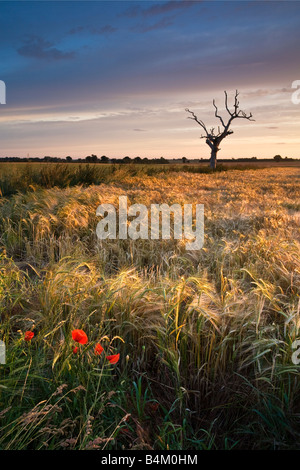 Toter Baum & Gerstenfeld beleuchtet durch das warme Licht eines Sonnenaufgangs Sommer auf dem Lande in Norfolk. Stockfoto