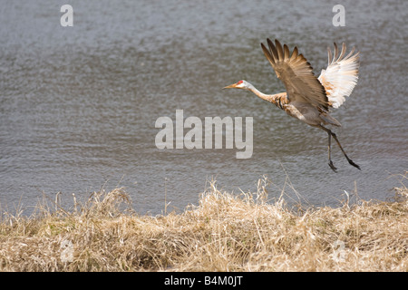 Sandhill Kran in der Nähe von einem kleinen Teich im zentralen Wisconsin Stockfoto