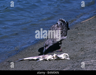 Möwe ernährt sich von toten Fischen an einem See in San Francisco Kalifornien, USA Stockfoto