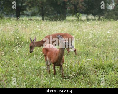 zwei Hirsche auf dem Feld Stockfoto