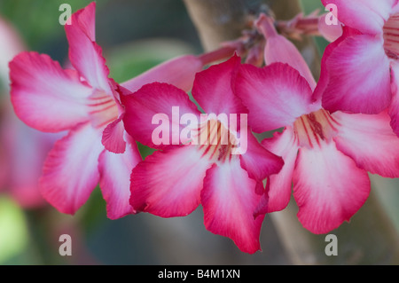 Desert Rose Adenium Obesum Stockfoto