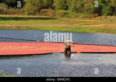 Ein Mann im Wasser nass Ernte rote Reife Preiselbeeren, die durch einen Boom bei einem New England Moor eingepfercht sind Stockfoto