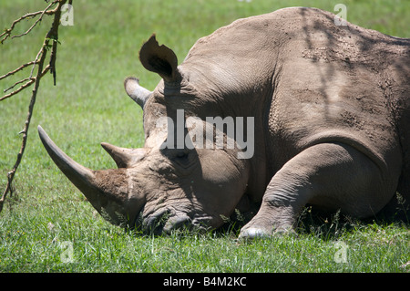 Nahaufnahme der Breitmaulnashörner im Lake-Nakuru-Nationalpark, Kenia, Ostafrika Stockfoto