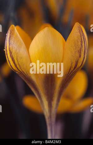 Krokus "Dorothy" Nahaufnahme von gelben Chrysanthus Hybrid Krokus mit braunen Federn auf Blütenblätter. Stockfoto
