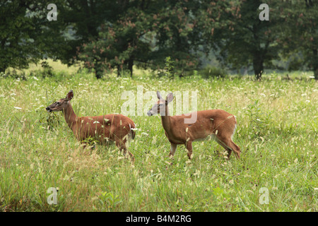 zwei Hirsche auf dem Feld Stockfoto