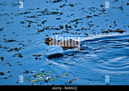 Indische Marsh Krokodil oder Straßenräuber Schwimmen im blauen Wasser eines Sees in Nordindien Stockfoto