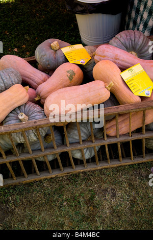 Zucchine Mantovane Stockfoto