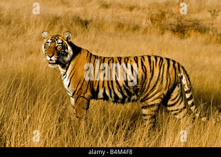 Umzug auf die trockene Gräser des trockenen laubwechselnden Wald von Ranthambore Tiger Tiger reservieren bei Sonnenaufgang Stockfoto