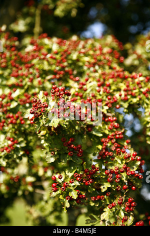 Hawthorne Hüften/Beeren, Blüten, die als Knoten bezeichnet Stockfoto