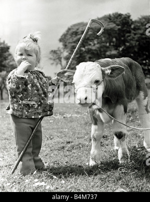 Kleine Toddlet Anne Young 18 Monaten Freunde mit Skerrington Alpha macht eine Kalb nach Amerika für 3 000 verkauft, bevor es sogar Little Bo Peep geboren wurde hat verloren ihre Schaf- und Founf ein Kalb August 1971 Stockfoto