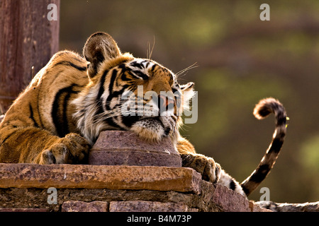Royal Bengal Tiger schlafen in einem alten hindu-Tempel oder Chattri oder Palast in Ranthambore Tiger reserve Stockfoto