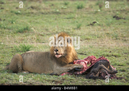 Lion Essen Tierkadaver in Masai Mara, Kenia, Ostafrika Stockfoto