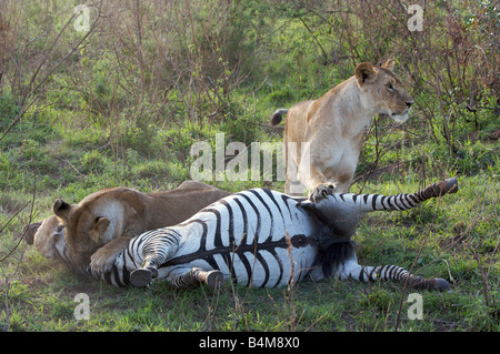 Löwen töten Zebra, Masai Mara, Kenia, Ostafrika Stockfoto