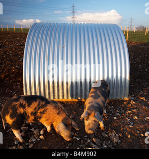 Seltene Rasse Schweine in Dorset, England, UK Stockfoto