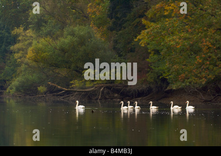 Gruppe von weiße Schwäne auf einem See schwimmen Stockfoto