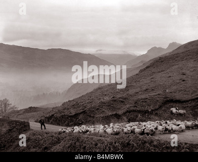 Schafe werden aufgerundet in Westmorland Red Bank unterwegs als der Abend Nebel sammelt Schäferhund Schafherde Seenplatte Berge Glen Nebel Hügel Landwirtschaft Vieh Dezember 1934 der 1930er Jahre Stockfoto