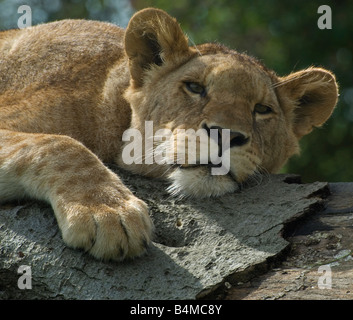 Afrikanischer Löwe, Woburn Safari Park, Bedfordshire, England Stockfoto