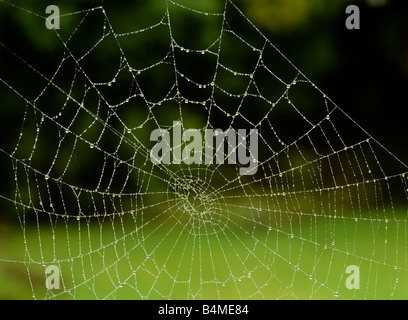 Insekten Spinnen Web bedeckt in Tautropfen Herbstmorgen Stockfoto