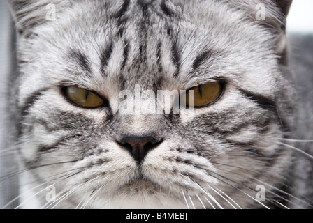 der mürrische Katze Gesicht Nahaufnahme Stockfoto