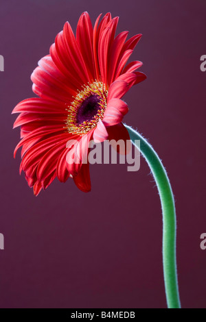 Tiefrote Gerbera auf lila Hintergrund Stockfoto