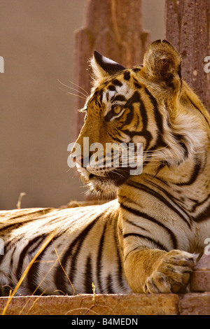 Tiger sitzt neben einer Steinsäule in Ranthambore Tiger reserve Stockfoto