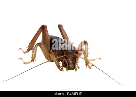 Potatoe Bug isoliert auf weiss Stockfoto