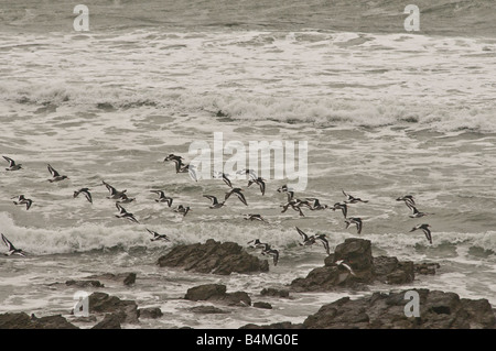 Austernfischer fliegen aus der Rhossili Landzunge auf Gower Stockfoto