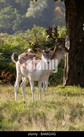 Europäischer Damhirsch Dama dama Stockfoto