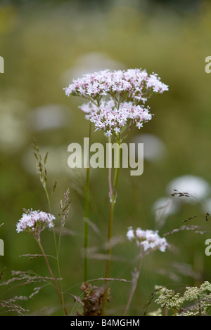 gemeinsamen Baldrian Valeriana officinalis Stockfoto