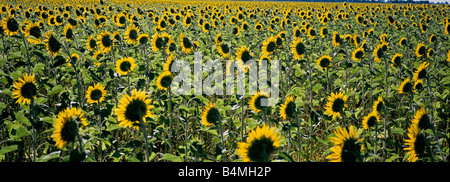 Sonnenblumen in North Dakota Stockfoto