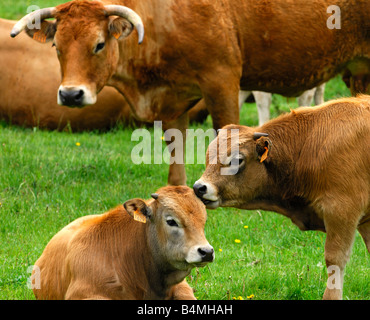 Aubrac Kälber und Mutterkuh, Aubrac-Rasse Stockfoto