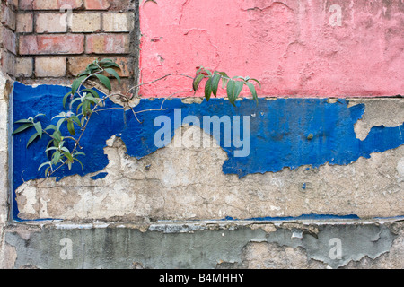 Abplatzungen und abblätternde Farbe mit einem Buddleja unter es auf ehemaligen Odeon Kino St Albans UK Stockfoto