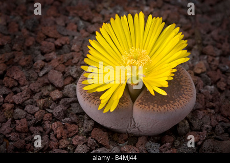 Eine Blüte Stein (Lithops Aucampiae). Plante Caillou (Lithops Aucampiae) En Fleur. Stockfoto