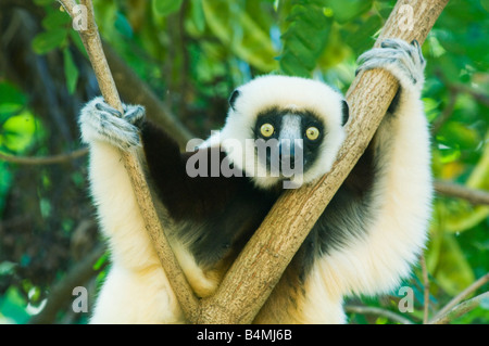 Coquerel Sifaka Lemur (Propithecus Verreauxi Coquereli) WILD Endangered Primate, Ampijoroa Reserve, nordwestlichen Madagaskar Stockfoto
