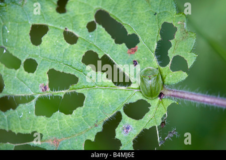 grüne Schildkröte Käfer Cassida viridis Stockfoto